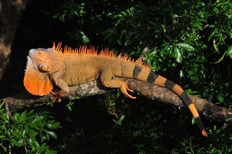 10 Stunning And Unique Green Iguana Morphs!