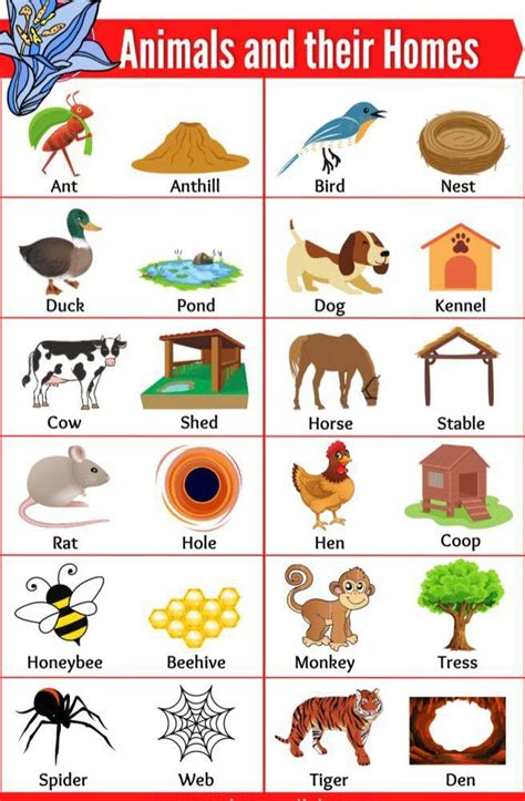 English Vocabulary: Animal Homes (with sound!) | Animals and their homes, English activities for ...