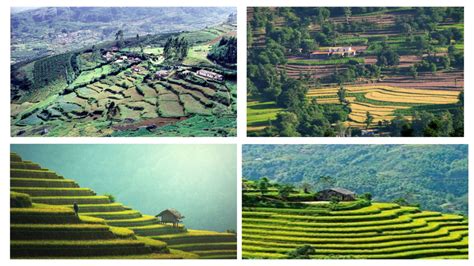 Terrace Farming in India: Comprehensive Guide for 2024