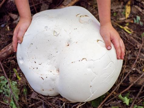 Premium Photo | Calvatia gigantea Giant puffball in hands is edible and medicinal mushroom