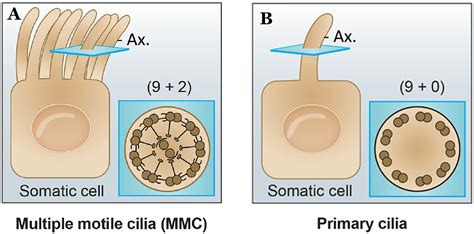 Can cilia provide an entry gateway for SARS-CoV-2 to human ciliated ...