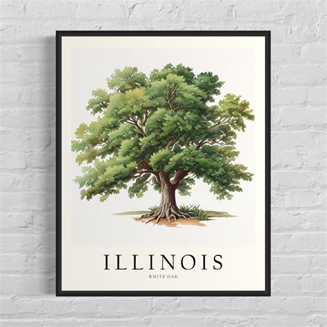 Illinois State Tree Art Print, White Oak Tree Wall Art, State Tree ...