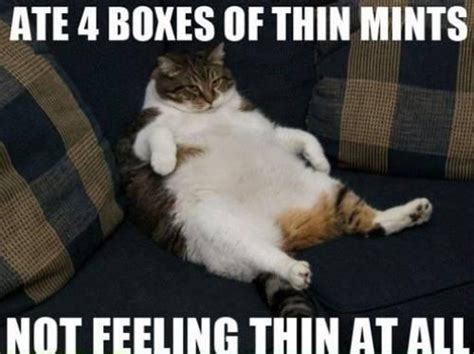 The 20 Funniest Diet Memes...Plus Cats! | MAN v FAT