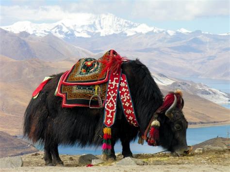 The Tibetan Yak – The Backbone of Tibetan Lifestyle in Tibet - Explore ...