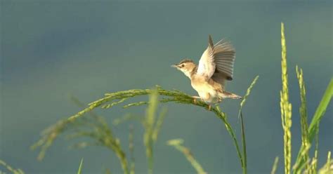 Can Birds Eat Rice? The Surprising Truth Behind This Common Feeding ...