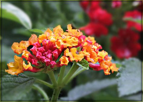 Eden Garvin: Zone 5 Flowers That Attract Hummingbirds : Hummingbird Flowers - Hummingbird Garden ...