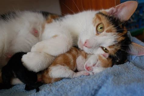 Mother Cat Acting Rough? Reasons & Remedies Explained