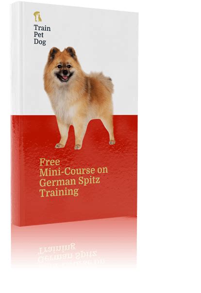 German Spitz - Training Course on German Spitz