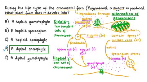 Question Video: Recalling the Life Cycle of a Fern | Nagwa