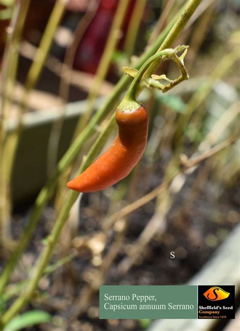 Easy to grow from this vegetable seed, this hot pepper variety is one of the most used chili ...