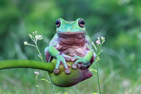 Pin by Phyllis Boone Crowder on Animales lindos in 2021 | Frog, Tree ...