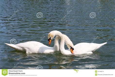 Two swans in love stock photo. Image of reflection, river - 13148274