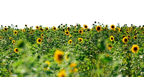 Sunflowers PNG Transparent Images - PNG All