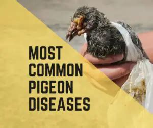 5 Most Common Pigeon Diseases You Must Know! - Birds News