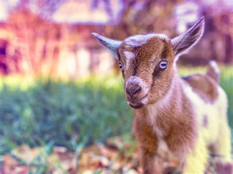 Cute Goat Baby HD desktop wallpaper : Widescreen : High Definition ...