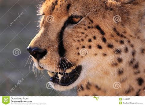 cheetah eyes close up clipart 20 free Cliparts | Download images on ...