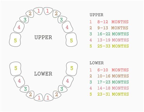 Baby Teeth Eruption Chart Printable - Get More Anythink's