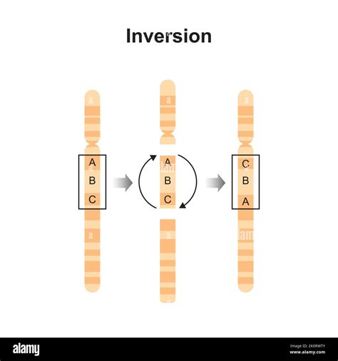 Scientific Designing of Inversion Chromosomal Mutation. Colorful Symbols. Vector Illustration ...