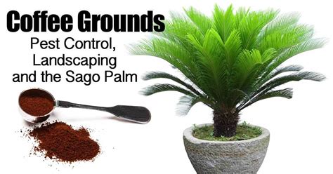 Coffee Grounds, Pest Control, Landscaping and the Sago Palm