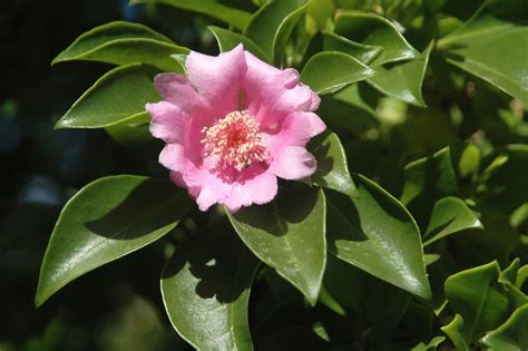 Flowers in the Dominican Republic - Extreme Hotels Cabarete