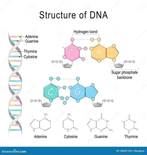 Hydrogen Bond, Inter Molecular Hydrogen Bond Between Ammonia Molecule Cartoon Vector ...