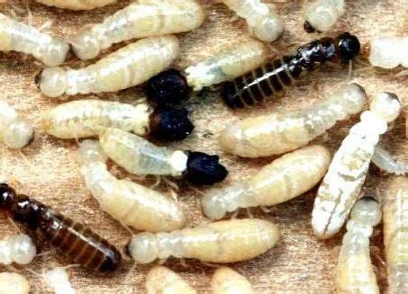 Drywood Termites Control Services at best price in Raipur | ID: 17879596755