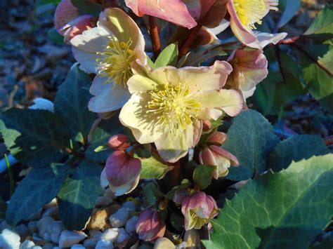 Hellebores: Winter Flowers for Pollinators - JCCWilliamsburg Master Gardener Association