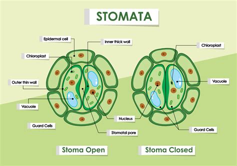 Diagram of Green Plant Stomata 1133014 Vector Art at Vecteezy