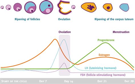 Menstrual Cycle Hormones and Their Effects in Different Menstrual Stages | New Health Advisor