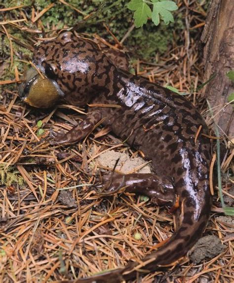 Idaho Giant Salamander Facts and Pictures