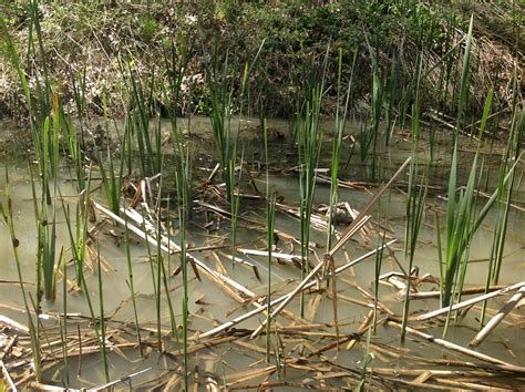 Cattail | New England Wildlife Center