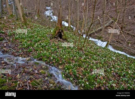 Spring forest, flowers, water hi-res stock photography and images - Alamy