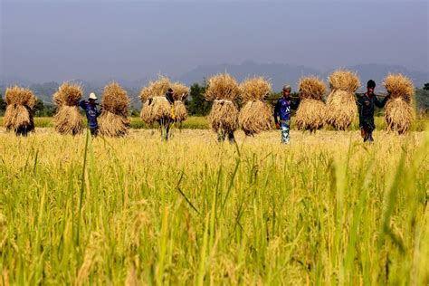 Asia Album: Harvesting of paddy crop in full swing in Bangladesh - Xinhua