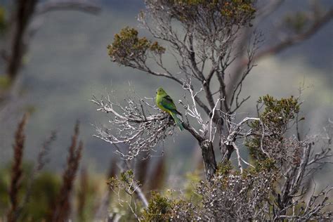 Orange-bellied Parrot's Habitat | Typical Orange-bellied Par… | Flickr