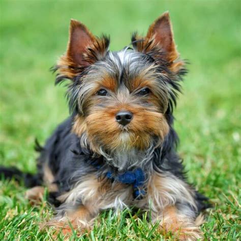 Teacup Yorkie - Yorkie Guide