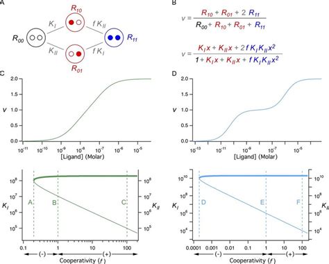 Parameters of two-site allosteric model are not SI when constrained by... | Download Scientific ...