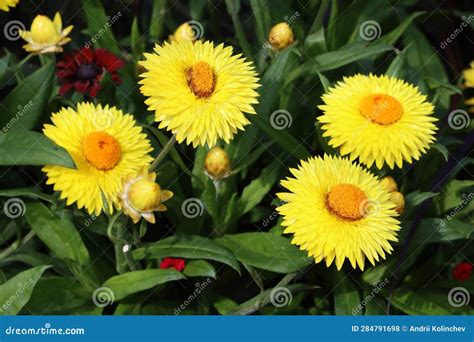 Sweden. Xerochrysum. City of Linkoping. Ostergotland Province. Stock ...