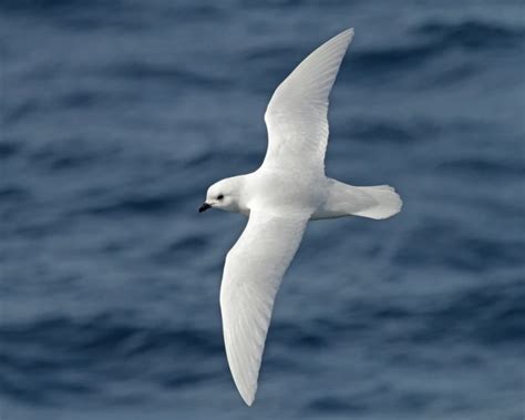 Snow Petrel - Facts, Diet, Habitat & Pictures on Animalia.bio