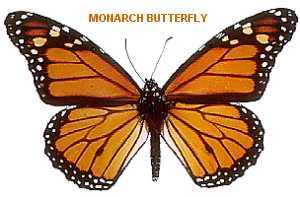 Minnesota State Butterfly, Monarch Butterfly (Danaus plexippus), from NETSTATE.COM