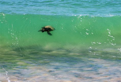 Surfing Turtle Photograph by Anthony Jones - Fine Art America