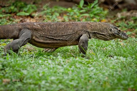 Komodo dragon in natural habitat — Stock Photo © kubais #5298347