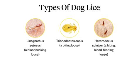 Can Dogs Get Lice? | Dutch