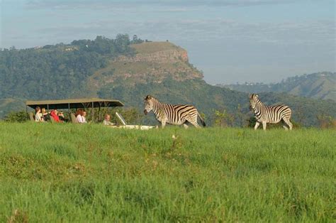 Phezulu Safari Park - Durban Tourism