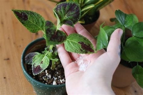 How Much Epsom Salt to Use for Houseplants? | Hunker | Epsom salt for plants, Veggie garden ...