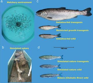 Bring It To The Table: Genetically Modified Salmon