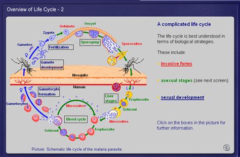 life cycle of malaria animation