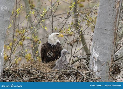 Adult and Juvenile Eagle in a Nest. Stock Photo - Image of background, hunter: 180295380