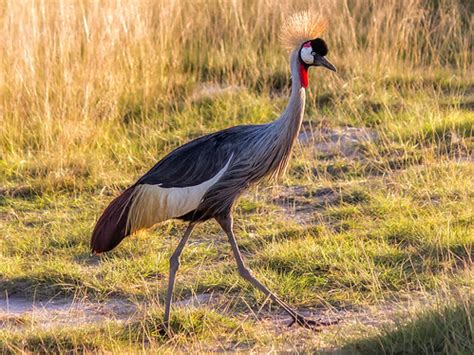 Grey Crowned Crane, Amboseli National Park | The grey crowne… | Flickr