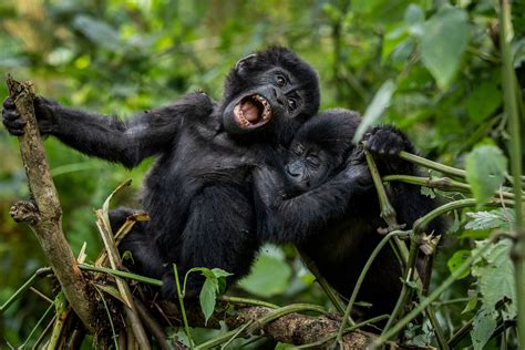 Six species saved from extinction: Gorillas, Mongolia trees and more