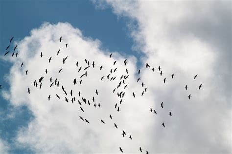 Free photo: Group of Birds - Animal, Bird, Blue - Free Download - Jooinn